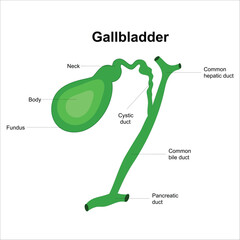 gall bladder anatomy