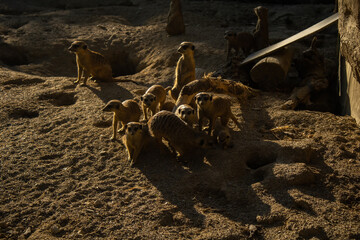 meerkats in group