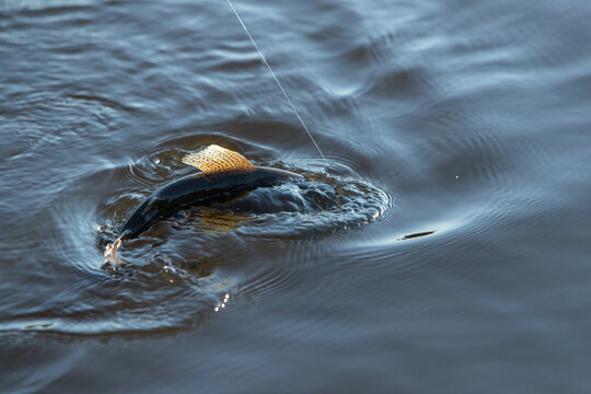 Trout