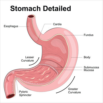 stomach anatomy