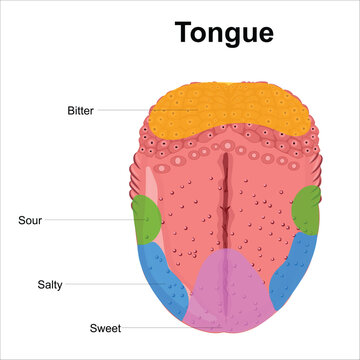 Tongue taste buds illustration