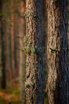 Close-up of a forest trees