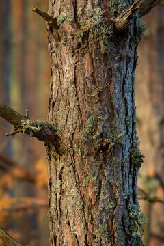 Detail of a tree in the forest