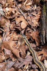 snake in the leaves in woods