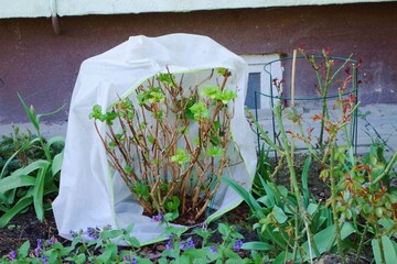 Garden hydrangea covered with a protective cover is used, among others, for: to protect plants...