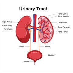 kidney illustration 