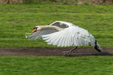 An aggressive adult male mute swan (Cygnus olor) runs along a park path, driving away other birds - 770985045