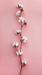 Fototapeta na wymiar twig with cotton background.