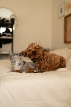 A dog and a puppy meeting