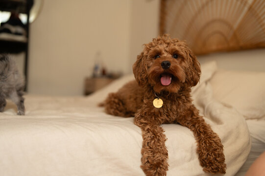 A dog laying in bed at home