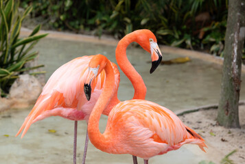 CLOSE-UP OF TWO FLAMINGOS