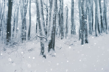 Snow flakes falling in enchanted winter woods