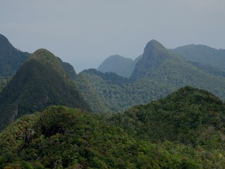 Fototapeta na wymiar Lush rain forest of Gunung Machinchan at Langawi Malaysia