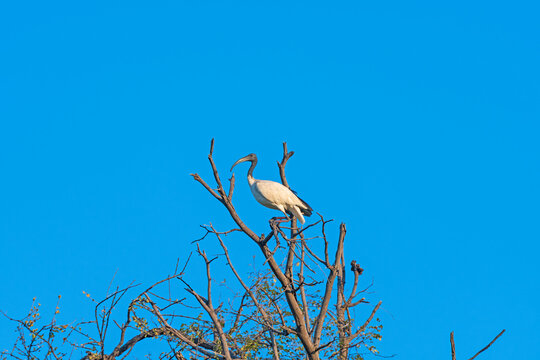 An African Sacred Ibis in a Tree