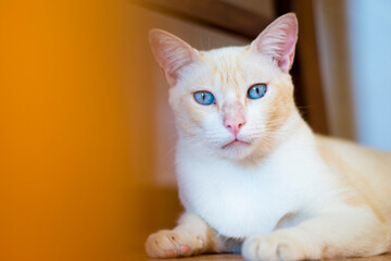 gato blanco