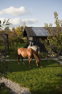 Two domesticated horses outdoors