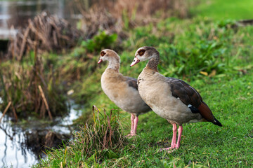 A pair of adult Nile or Egyptian geese (Alopochen aegyptiaca) standing on the bank of a pond in december - 770991254