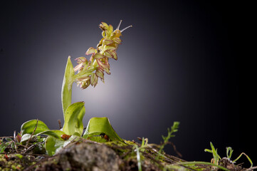 Snail on Orchid, Orchid (Aceras anthropophorum). Man orchid flower Aceras antropophorum. Cabras, Oristano, Sardinia. Italy.
