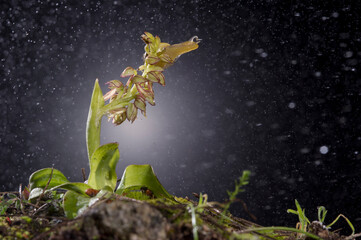 Snail on Orchid, Orchid (Aceras anthropophorum). Man orchid flower Aceras antropophorum. Cabras, Oristano, Sardinia. Italy.