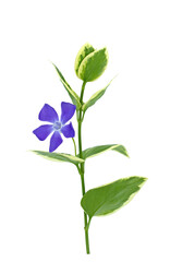 Fototapeta na wymiar Bigleaf periwinkle (Vinca major) with glossy dark green leathery leaves and single violet flower
