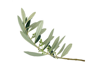 An olive tree branch with flower buds in april in Mediterranean region