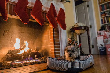 stockings and puppy by the fireplace
