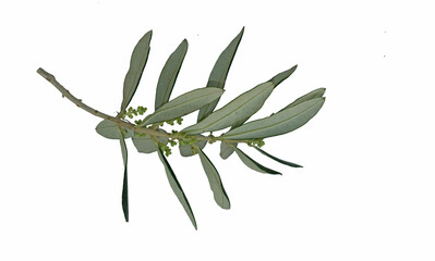 An olive tree branch with flower buds in april in Mediterranean region