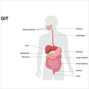 Digestive system vector