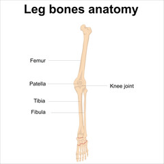 leg bones anatomy