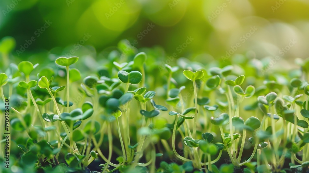 Aufkleber background texture of broccoli sprouts. nutrition. bio. natural food ingredient. macro shot. shallow