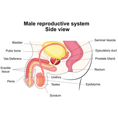Male reproductive system - obrazy, fototapety, plakaty