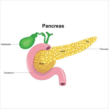 pancreas, spleen and gall bladder anatomy 