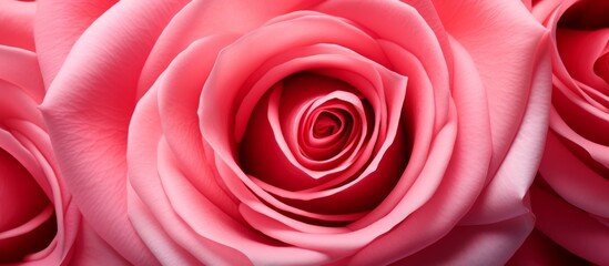 A close up of a pink hybrid tea rose with a swirl in the center, showcasing the beauty of this flowering plant from the family of garden roses