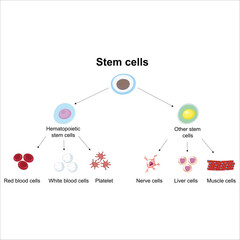 Stem cells