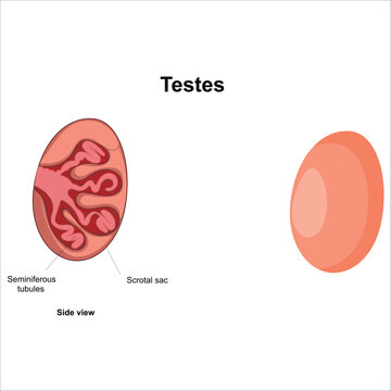 testis illustration