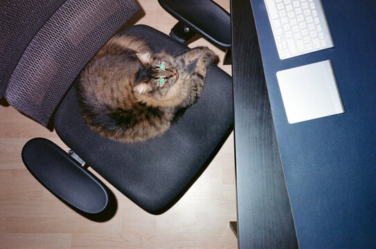 Cat sitting on chair and working on laptop. Pets in office life