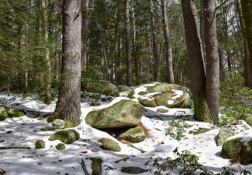 the winter landscape of willard brook state forest,