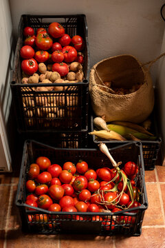 Close-up of plastic crates filled with freshly harvested vegetables
