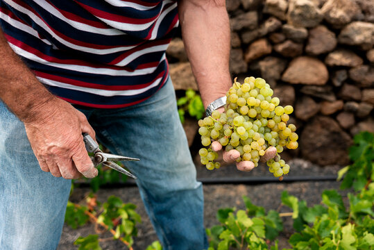 Close-up of a farmer holding a freshly harvested bunch of green grapes