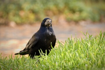 common raven