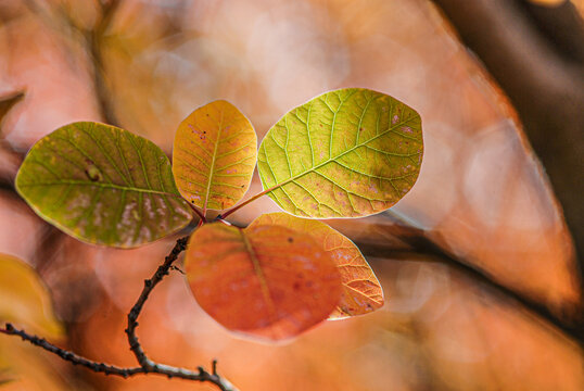 I colori del Carso