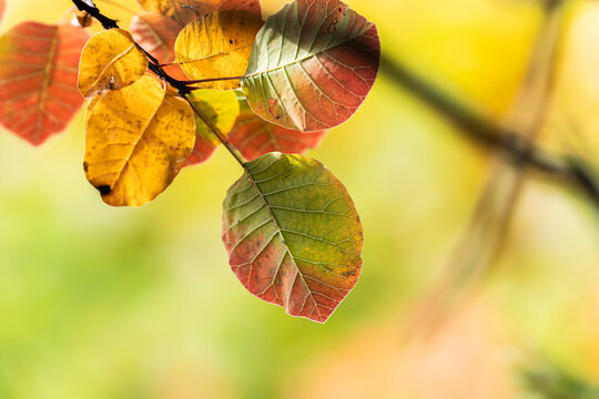 I colori del Carso