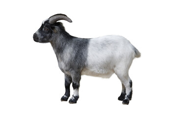  goat isolated on white background