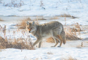 Obraz premium Coyote in the snow 