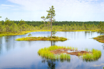 Viru bogs at Lahemaa national park. Must see place in Estonia