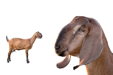 Anglo-Nubian Goat female Isolated on white background.
