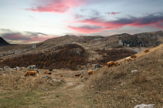 cows in sunset