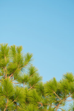 Pine Tree and Blue Sky Copy Space