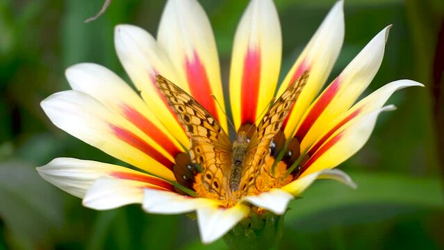 Beautiful orange butterfly with black spots working on a large flower, full HD footage.