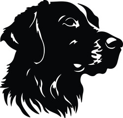 Curly-Coated Retriever portrait